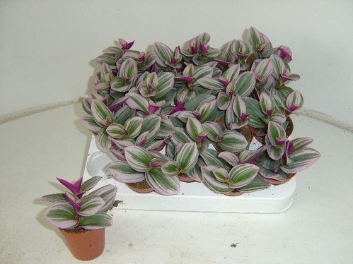 produktbild för Tradescantia Nanouk D7 X 20 Mini