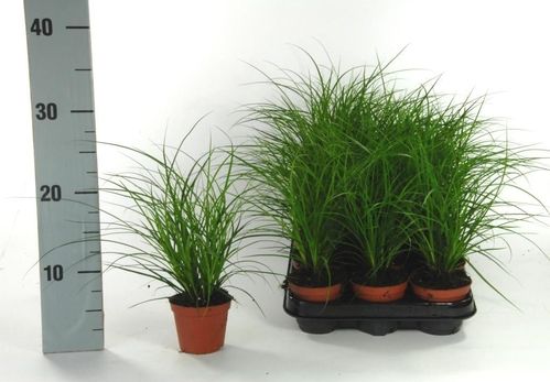 produktbild för Gräs Carex D9 X 12