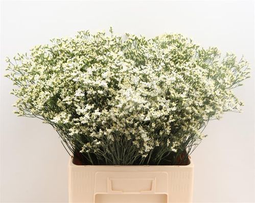 produktbild för Limonium Sensy White