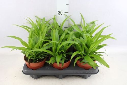 produktbild för Chlorophytum D12 X 6 Lemon