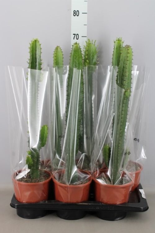 produktbild för Euphorbia Acrurensis D17 X 6 Cactus