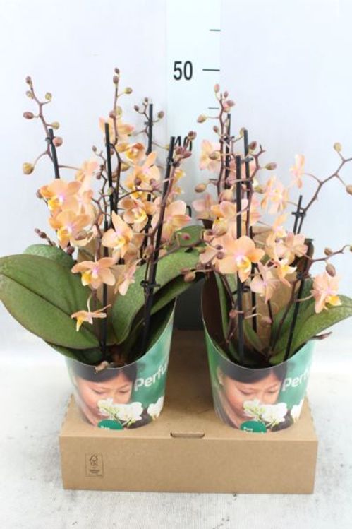 produktbild för Phalaenopsis Doft 3Gr D12 X 4 Multi