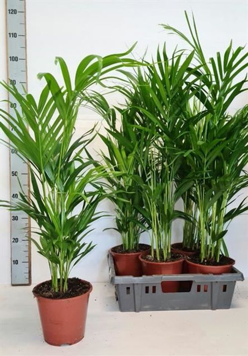 produktbild för Chrysalidocarpus/Areca D19 X 5 Guldpalm