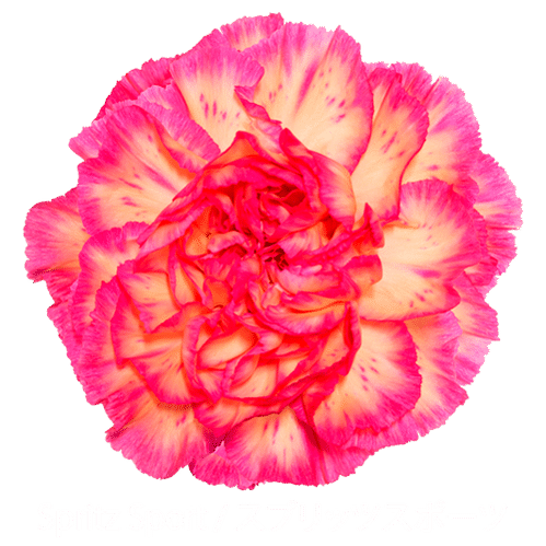 produktbild för Spritz Sport