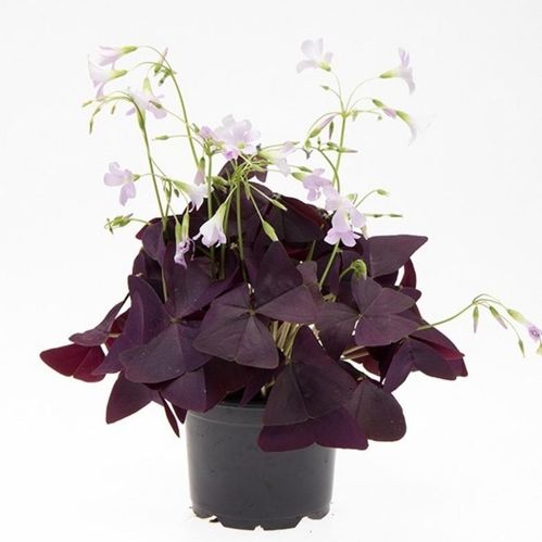 produktbild för Krukväxter Oxalis Triangularis *8