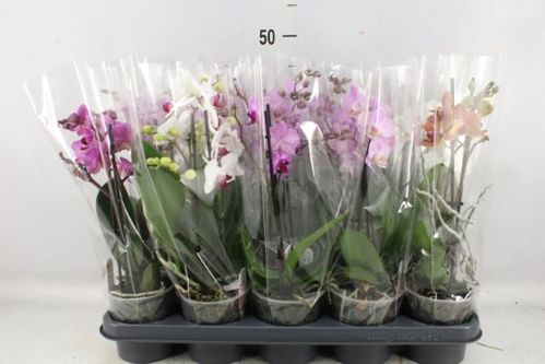 produktbild för Phalaenopsis 2Gr D12 X 10 Multi Kabouter