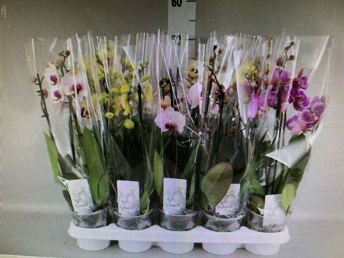 produktbild för Phalaenopsis 3Gr D12 X 10 Låg