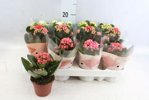 produktbild för Kalanchoe Grandiva D8 X 12