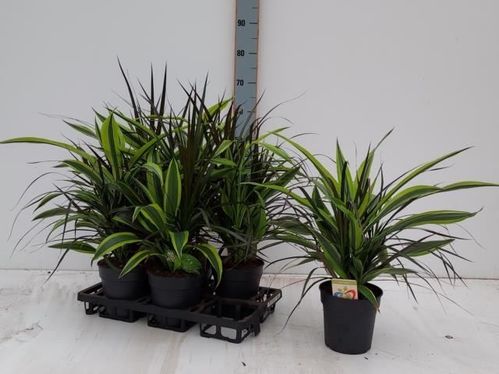 produktbild för Dracena D17 X 6