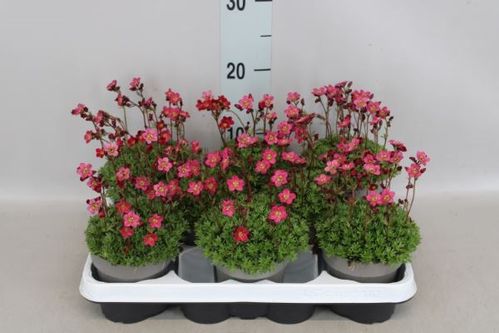 produktbild för Saxifraga D11 X 8