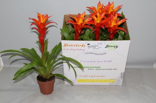 produktbild för Guzmania D12 X 6 Fiero