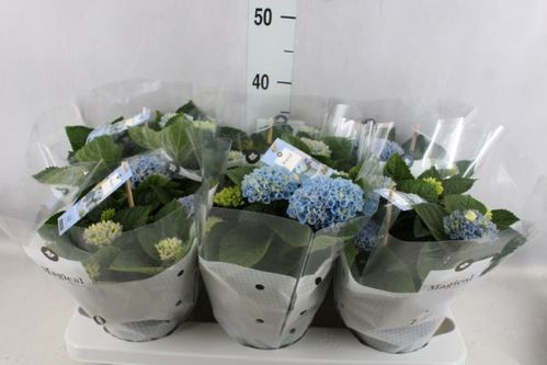 produktbild för Krukväxter Hortensia Magical Blå *6