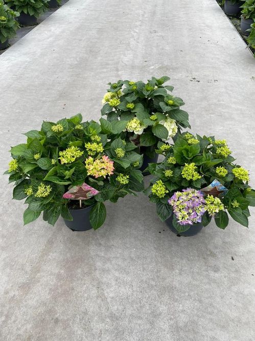 produktbild för Krukväxter Hortensia Trädgård 21cm *1 Mix