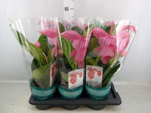 produktbild för Medinilla Flamenco 2+D17 X 6 Rosenskärm