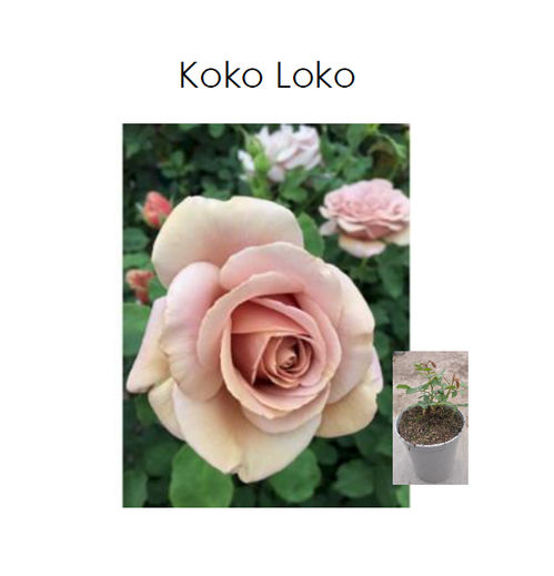 produktbild för Krukväxter Rosor Koko Loko *1 Trädgård