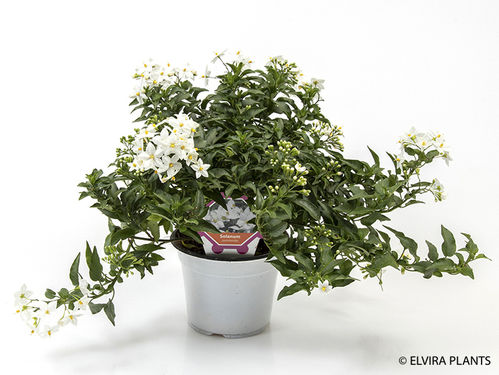 produktbild för Krukväxter Solanum  Jasminoides *6