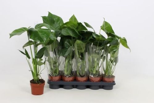 produktbild för Monstera Deliciosa D12 X 10