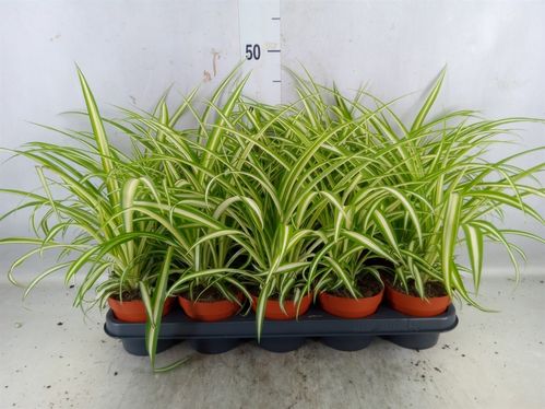 produktbild för Chlorophytum Variegata D12 X 10