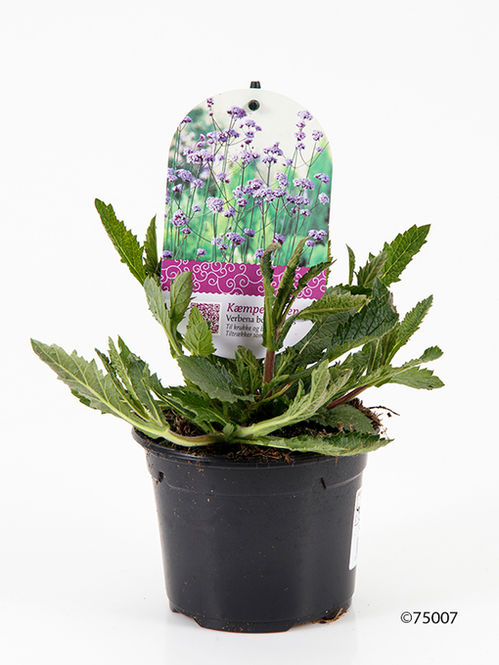 produktbild för Krukväxter Verbena Bonariensis *12