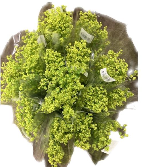 produktbild för Mono bukett 5-Pack Alchemilla