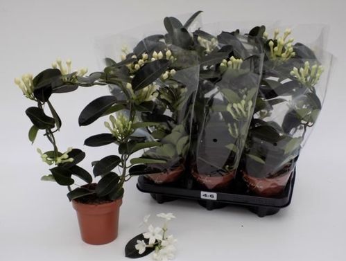 produktbild för Doftranka 2-3+ D12 X 6 Stephanotis