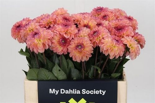 produktbild för Dahlia Chanel