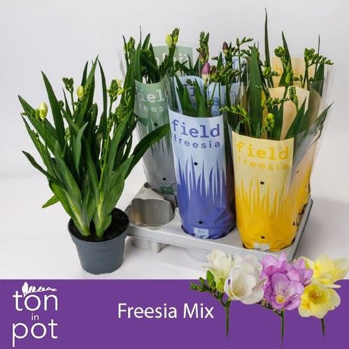 produktbild för Freesia i kruka 5+D13 X 6