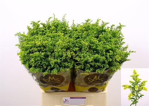 produktbild för Solidago