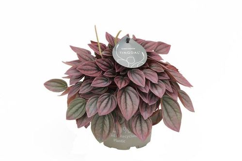 produktbild för Peperomia Caperata D11 X 8 Cayenne Nyhet!