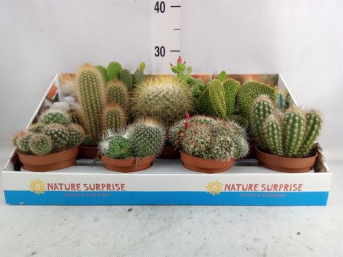 produktbild för Cactus D10,5 X 11