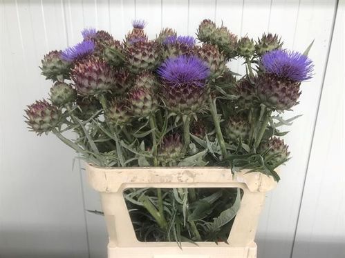 produktbild för Kronärtskocka Cynara Scolymus