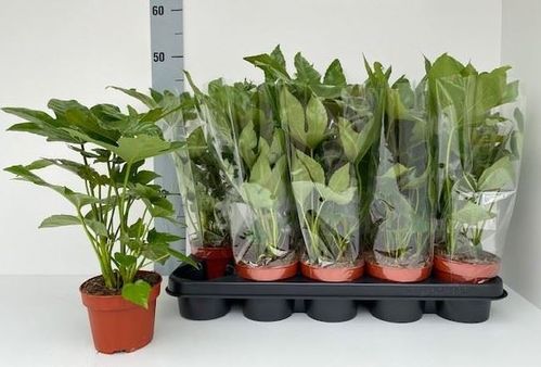 produktbild för Fatsia Japonica D12 X 10