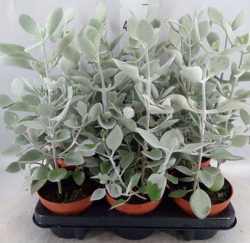 produktbild för Kalanchoe Hiltebrandtii D13 X 6