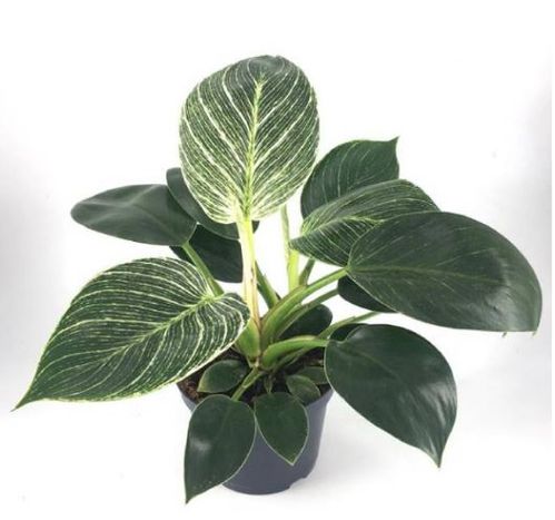 produktbild för Philodendron White Measure D12 X 8