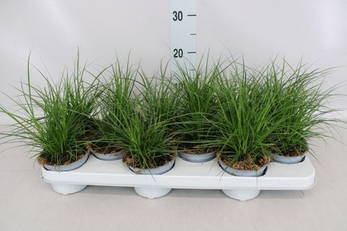 produktbild för Gräs Carex Brunnea D11 X 12