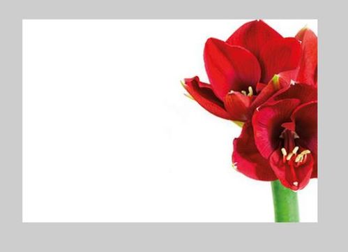 produktbild för Blomsterkort Amaryllis 50/Fpn