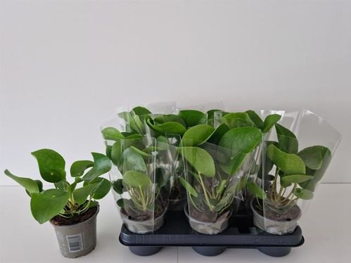 produktbild för Pilea D11 X 8 Peperomiodes/Elefantöra