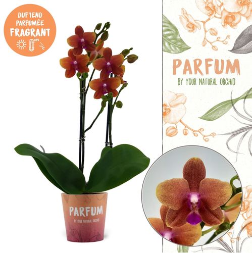 produktbild för Phalaenopsis 2Gr D12 X 5 Bolgheri Doft