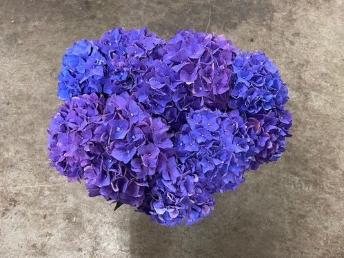 produktbild för Hortensia Rodeo Purple