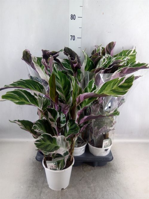 produktbild för Krukväxter Calathea Fusion White *6