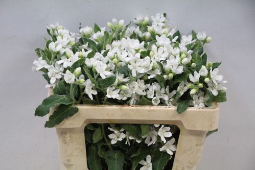 produktbild för Oxypetalum perfect white harmony