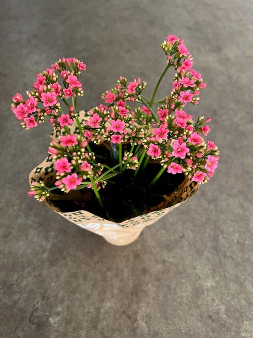 produktbild för Krukväxter Kalanchoe Lady Like *8