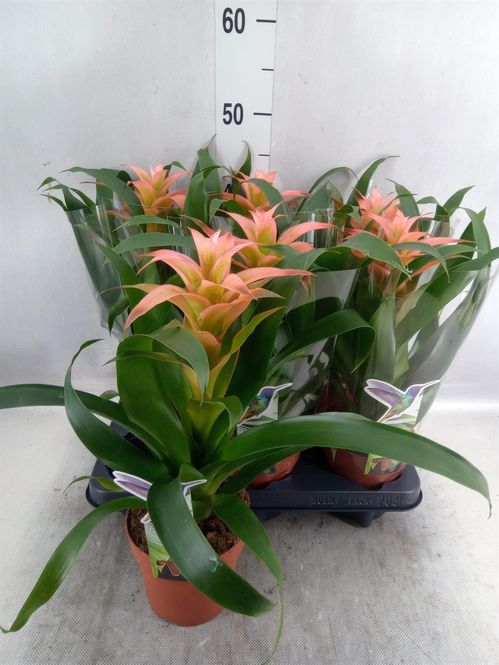 produktbild för Guzmania D12 X 6 Melissa