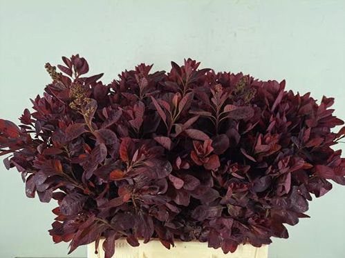 produktbild för Cotinus Royal Purple