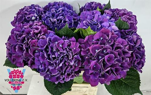 produktbild för Hortensia Royal King