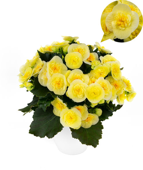 produktbild för Begonia Belove Yellow D12 X 8 Barkarö