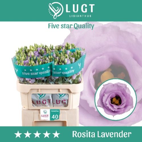 produktbild för Lisianthus Piccolo