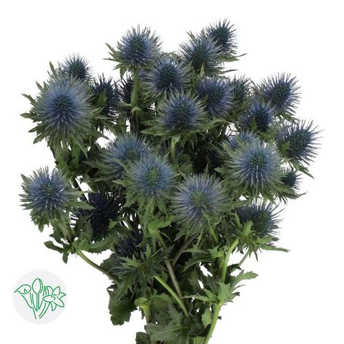 produktbild för Eryngium Magnetar questar