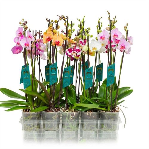 produktbild för Phalaenopsis 3Gr D12 X 10