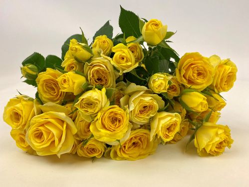 produktbild för Kvistros Golden Blossom